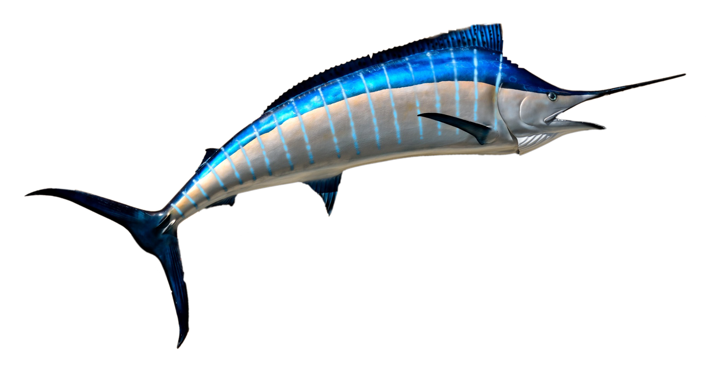 Marlin Fish only – Marlin Manufacturing